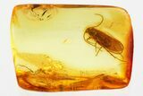 Detailed Fossil Caddisfly (Trichoptera) In Baltic Amber #352809-1